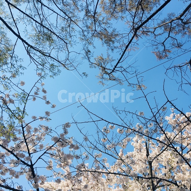 여의도,벚꽃,벚꽃축제,하얀벚꽃,sky,cherryblossomsfestival,yeouidopark,여의도공원,감성,나뭇가지,sensitivity,twig,봄,spring