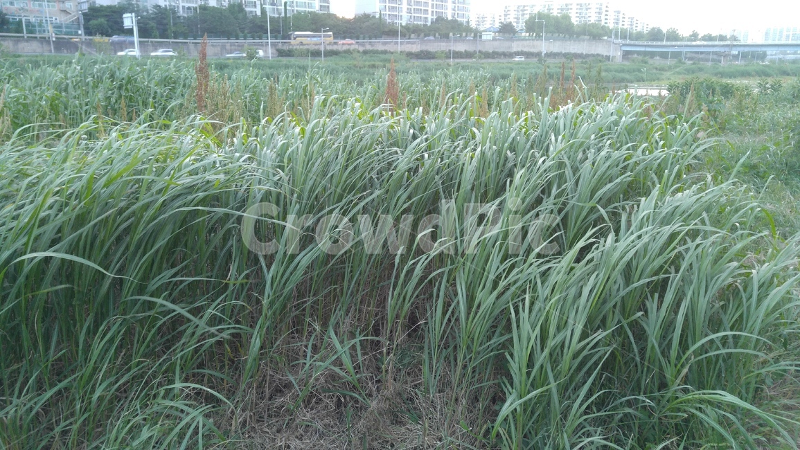갈대,풀,식물,녹색,배경,감성,계절,reed,grass,plants,green,background,emotional,season