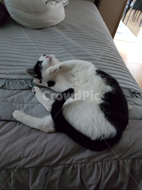 침대,냥이,고양이,바둑이,코리안숏헤어,검정색꼬리