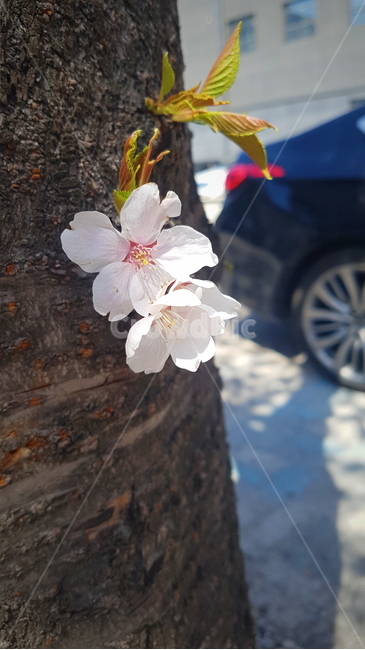 벚꽃나무,벚꽃,틈새벚꽃,봄,감성적,꽃