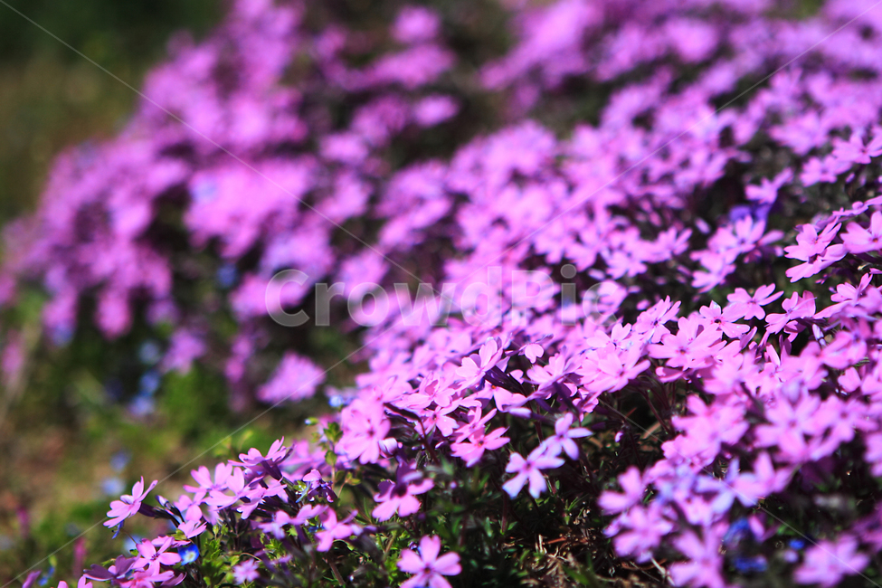 꽃,봄,배경,풍경,바탕화면,식물,자연,plants,nature,꽃,flower