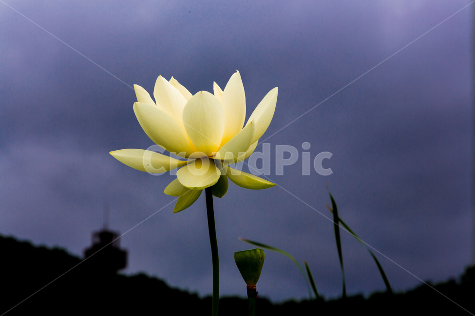 연꽃,연잎,자연,문양,청순,하늘,식물,자연,plants,nature,꽃,flower