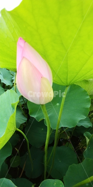 연꽃,식물,수련,꽃,여름,flower,식물,자연,plants,nature,꽃,flower