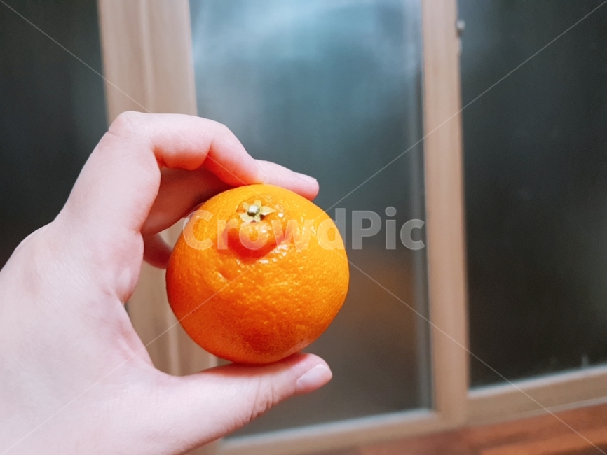 plant,식물,fruit,food,음식,citrusfruit,감귤류과일,orange,주황색,한라봉,제주한라봉