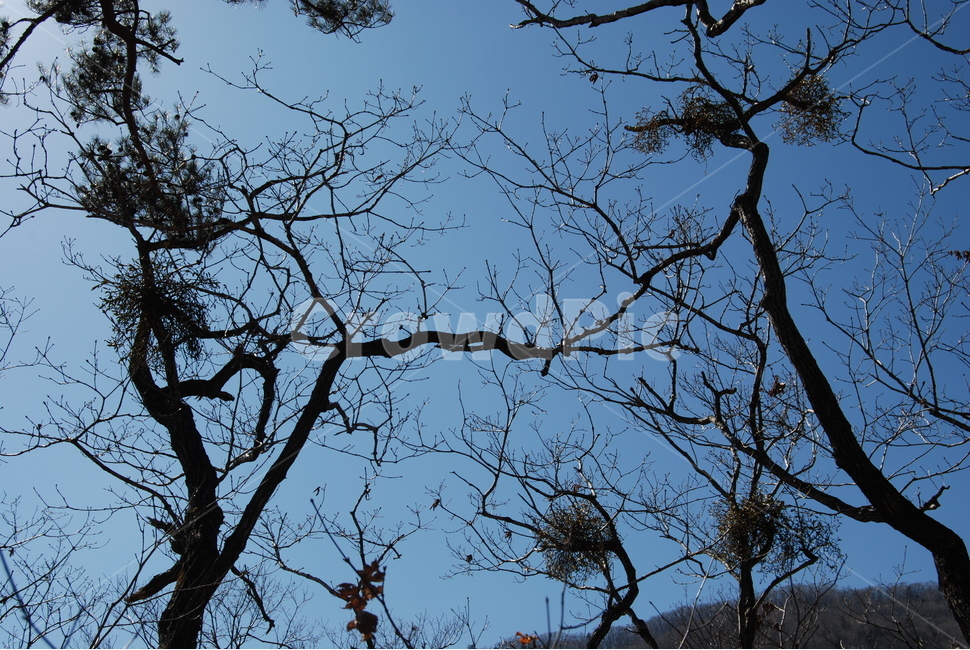 덕유산,100대명산,하늘,나무,자연,겨울,계절,winter,season,식물,자연,plants,nature,나무,trees,wood