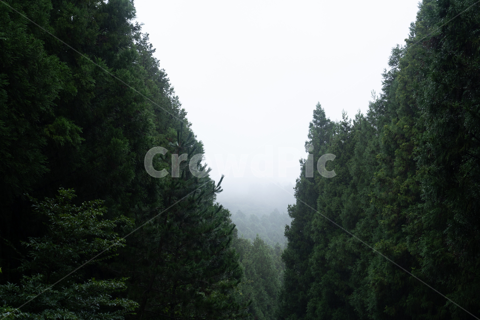 landscape photography,Valley,plant,gorge,tree,Distant view
