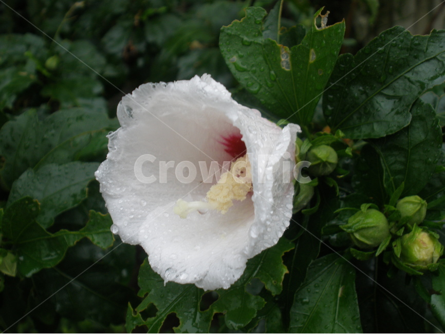 무궁화,흰색,이슬,꽃,아침,봄,계절,spring,season,식물,자연,plants,nature,꽃,flower,plant,blossom