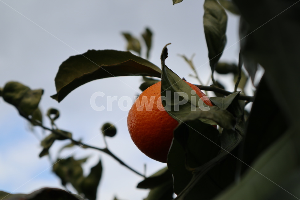 귤,귤나무,과일,식물,food,음식,plant,fruit