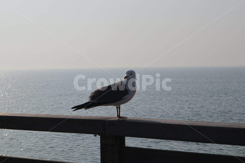 갈매기,새,조류,seagull,제부도,동물,animal,조류,새,birds