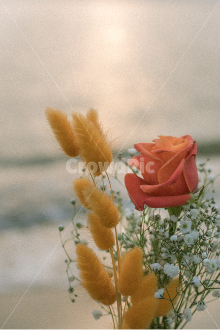 장미,꽃,바다,분위기,스냅,식물,자연,plants,nature,꽃,flower,기념일,축하,anniversary,congratulation,celebrate,celebration,감성,sensible,feeling