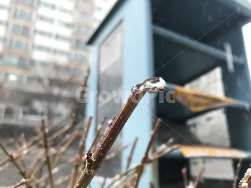 눈,눈꽃,겨울,잎,오후