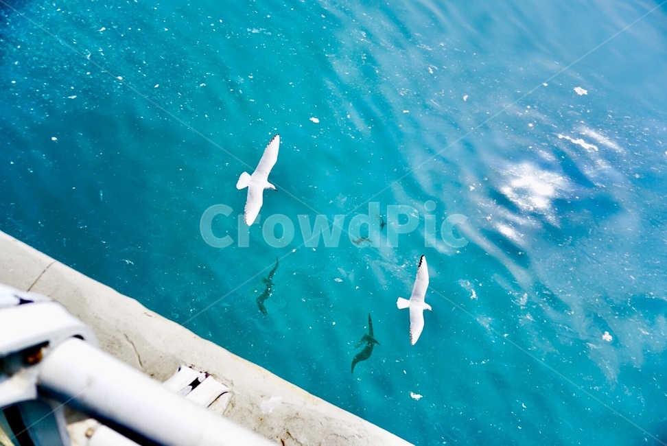 항구,부산,갈매기,바다,자연,한국,푸른,해변,동물,animal,조류,새,birds