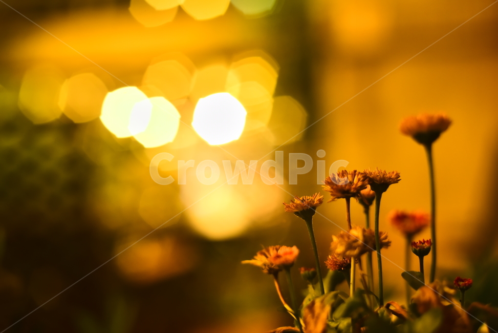 꽃,감성사진,배경,보케,빛망울,바탕,백그라운드,감성,feeling,sensible,emotional,분위기,느낌,브라운,야간