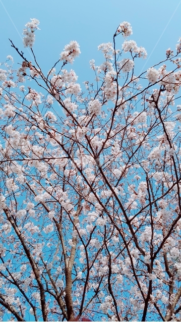 벚꽃,봄,나무,파란하늘,분홍색,파란색