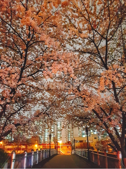 벚꽃,야경,꽃,봄,감성,야경,밤,풍경,nightscape,night,landscape,식물,자연,plants,nature,꽃,flower,plant,tree,나무
