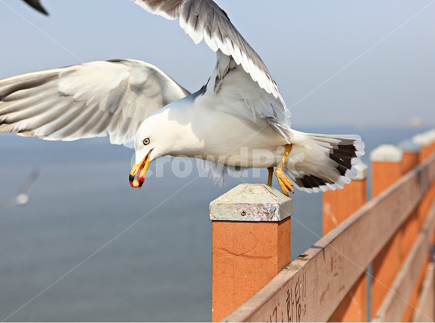 갈매기,새,조류,자연,풍경,배경,동물,animal,조류,새,birds