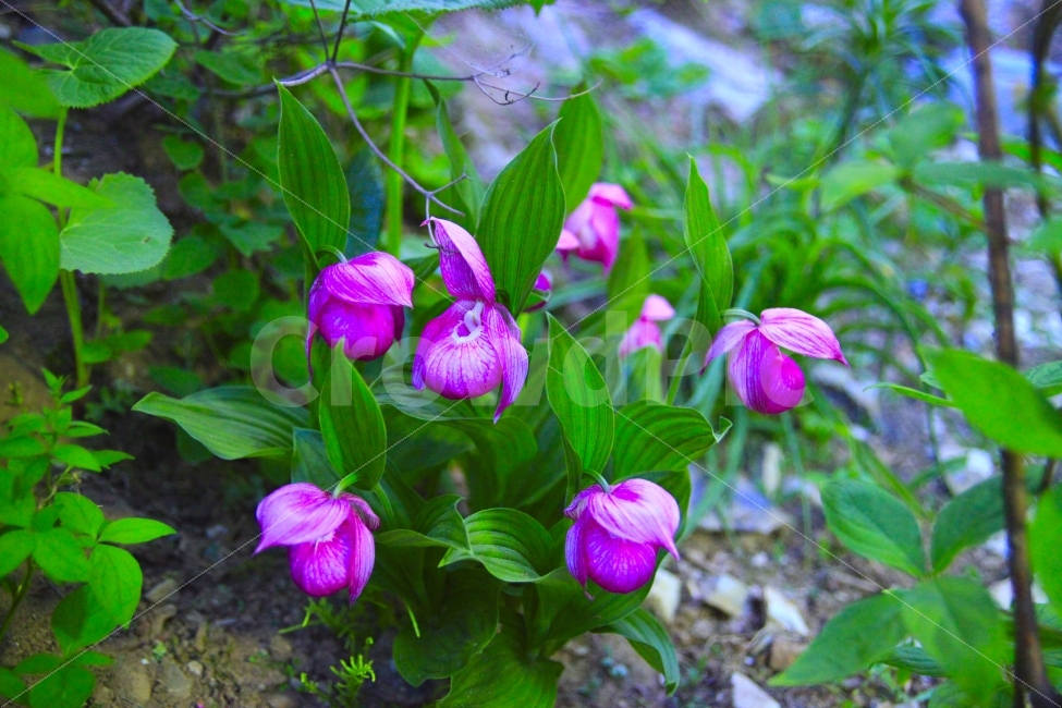 봄,야생화,개부랄꽃,복주머니난,희기종,식물,자연,plants,nature,꽃,flower