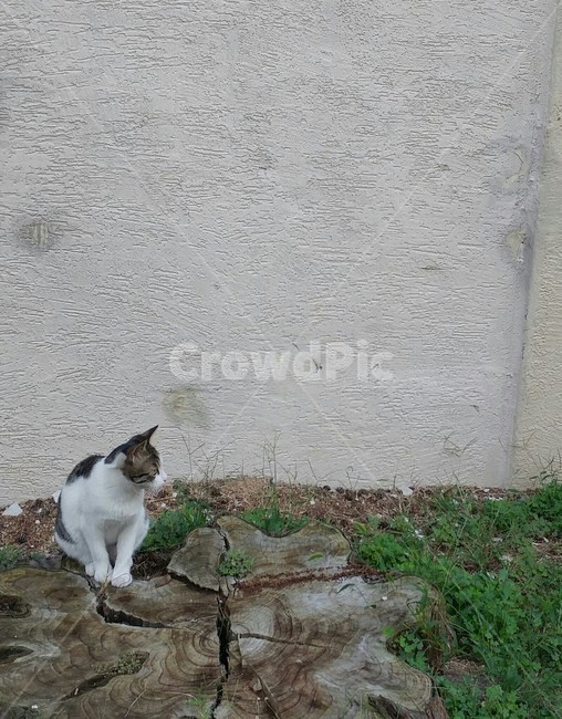고양이,길고양이,동물,그루터기,나무,고목