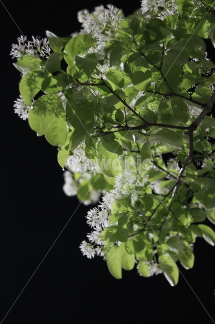 이팝나무꽃,밤,흰색,쌀모양,봄,야경,밤,풍경,nightscape,night,landscape,식물,자연,plants,nature,꽃,flower,pottery,도기류,plant,potted plant,화분,vase,병 장식,jar,항아리