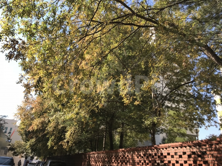 가을,나무,울창함,햇살,햇빛,가을,계절,fall,autumn,season,식물,자연,plants,nature,나무,trees,wood,tree,plant,tree trunk,나무 줄기