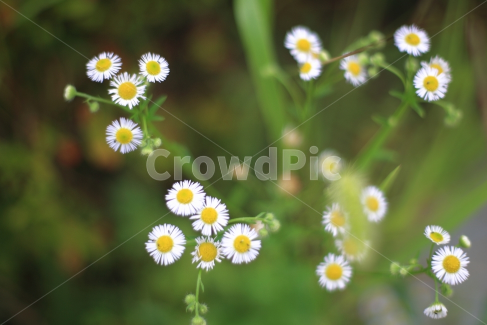 풍경,자연,개망초,계란꽃,들꽃,식물,봄,여행,식물,자연,plants,nature,꽃,flower