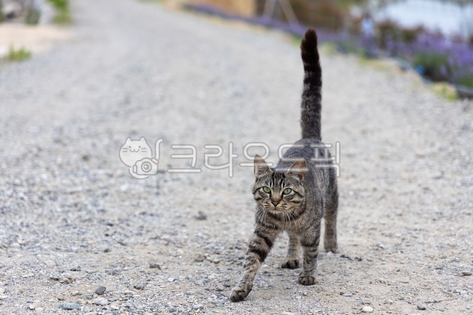 고양이,길고양이,동물,검은고양이,cat,animal,꼬리,길냥이,wildcat,alleycat,냥이,스냅,고양이스냅,배경,동물배경,고양이배경,길고양이배경,고양이,cat,kitten,kitty