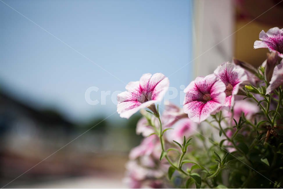 꽃,화분,화단,들꽃,관상화,나팔꽃