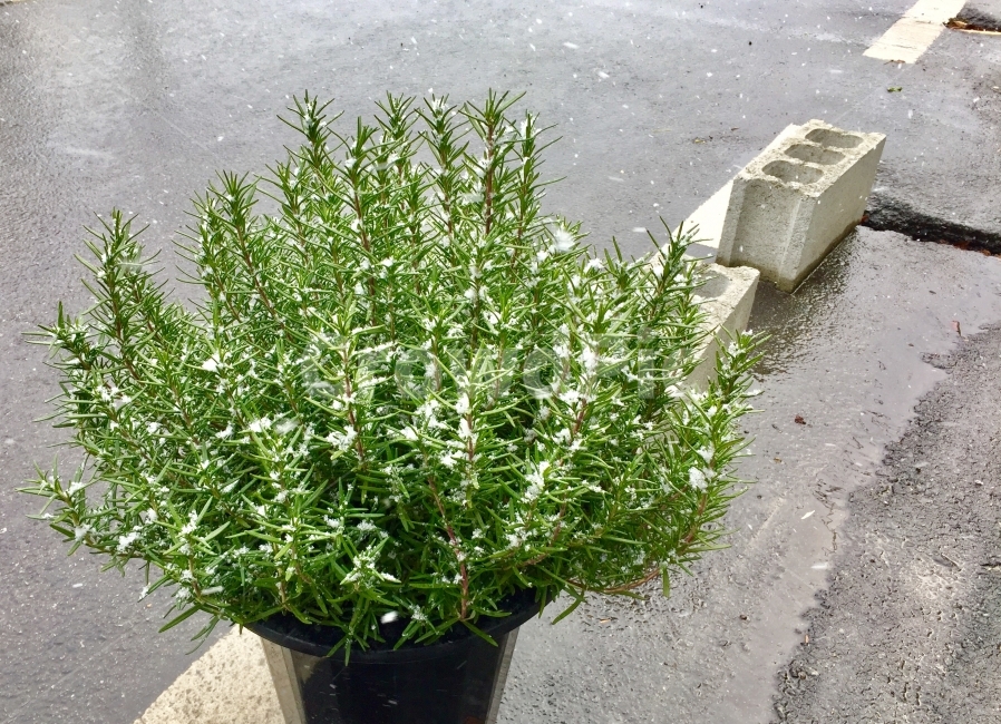 겨울,식물,눈,추위,푸름,생명력,자연,겨울,계절,winter,season,식물,자연,plants,nature