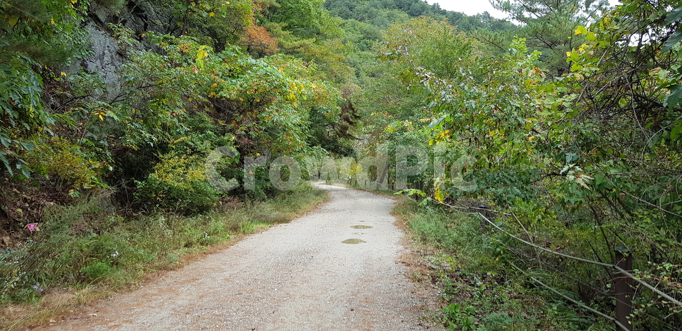 dirtroad,흙길,road,등산로,나무,두타산,자연,풍경,nature,landscape