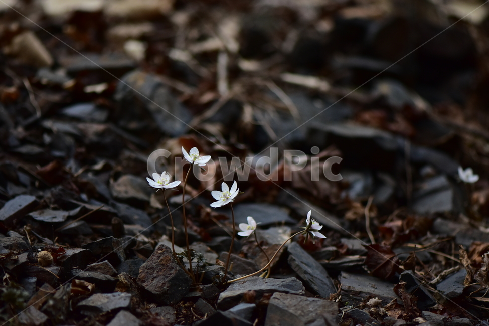 변산바람꽃,야생화,봄,꽃,흰색,자연,식물,식생,봄의전령사,풀꽃,미나리아재비과,plants,nature,spring,season,flower,식물,자연,plants,nature,꽃,flower