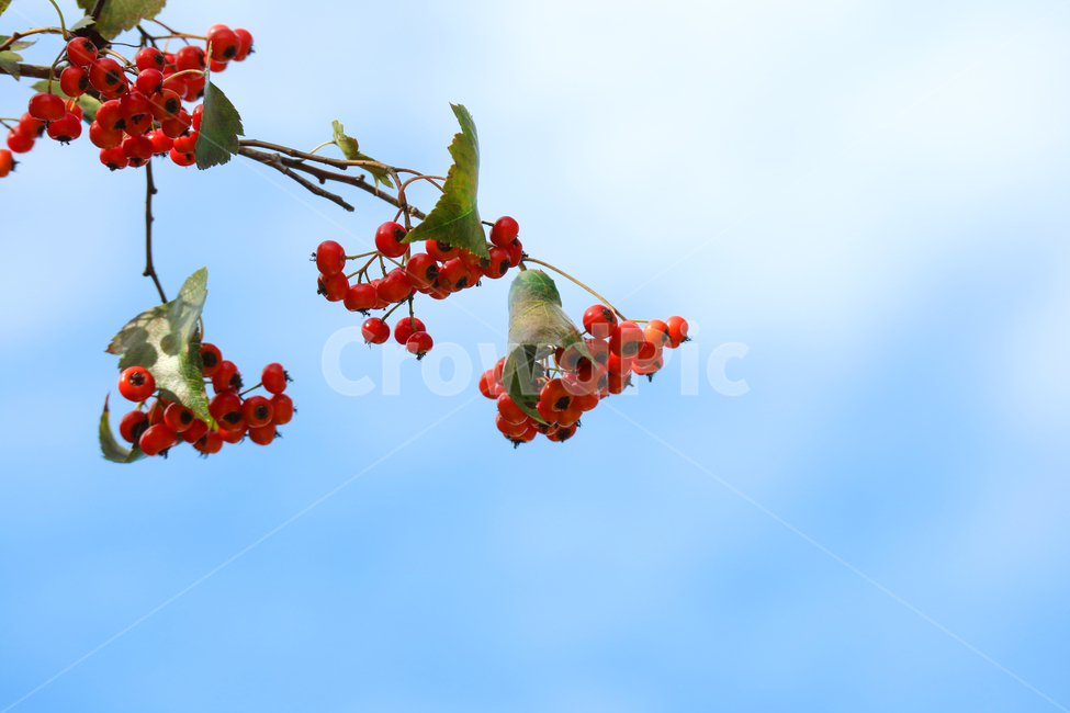열매,빨간열매,나무,나뭇가지,나뭇잎,식물,자연,가을,하늘,계절,가을,계절,fall,autumn,season,과일,열매,fruit,plant