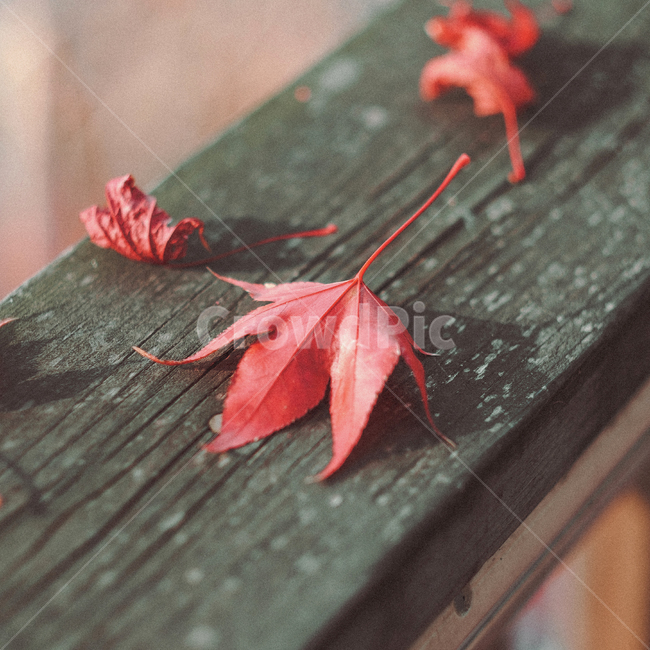 가을,단풍,낙엽,빨강,식물,잎,메마름,가을,계절,fall,autumn,season,감성,sensible,feeling,plant,leaf,tree,나무