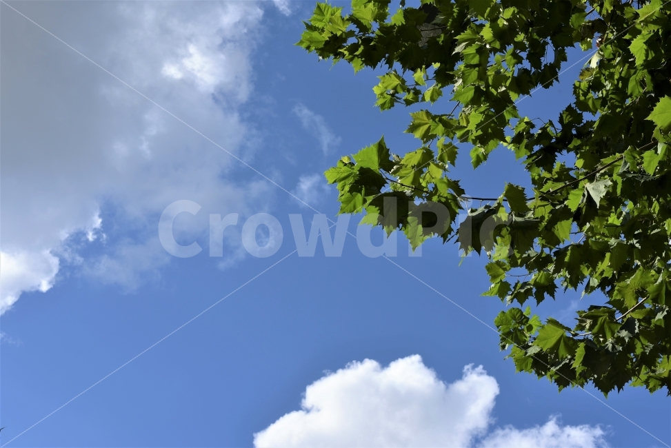 가을하늘,푸른하늘,나뭇잎,흰구름,낮,배경,자연,식물sunlight,day,clearsky,cloud,autumnsky,blue,green,white,background,brightweather,nature,outdoor,view,plant,자연,풍경,nature,landscape