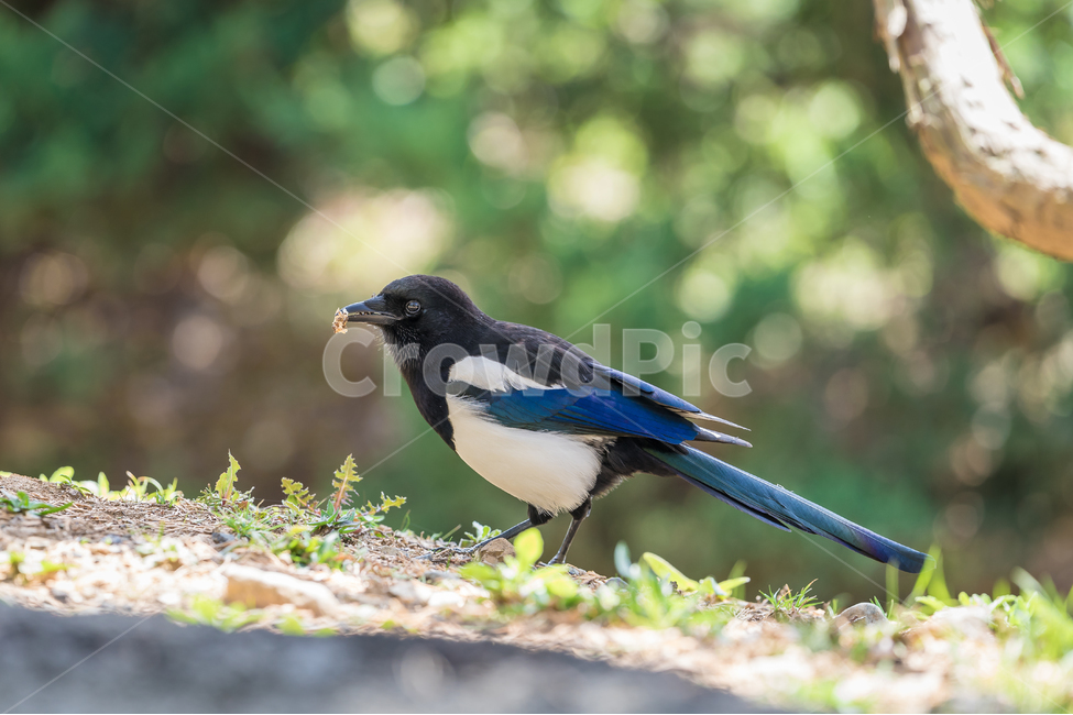 봄,공원,까치,조류,새,햇살,자연,풍경,동물,animal,조류,새,birds