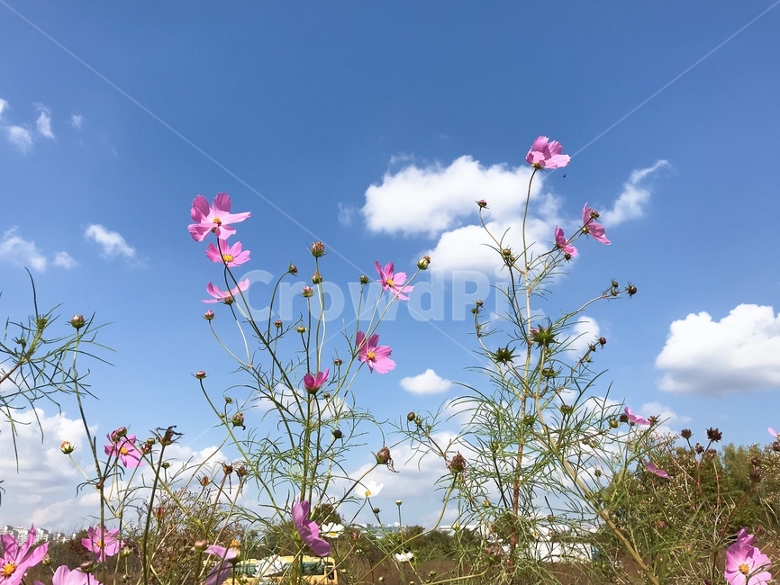 꽃,코스모스,가을,하늘,구름,자연,날씨,가을,계절,fall,autumn,season,식물,자연,plants,nature,꽃,flower,outdoors,옥외