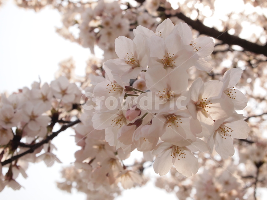 봄,꽃,벚꽃,한국적인,자연,식물,spring,season,plants,nature,색감,색채,봄꽃