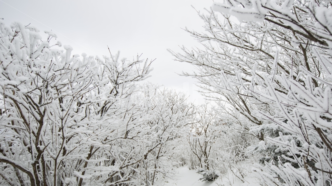 겨울,흰눈,상고대,한파,산,겨울,계절,winter,season,자연,풍경,nature,landscape,식물,plants,나무,trees,wood,outdoors,옥외,storm,폭풍,snow,눈,blizzard,눈보라