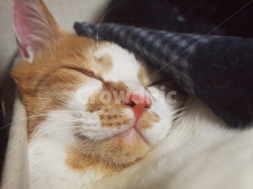 고양이,코숏,치즈냥,코리안숏헤어,야옹이,치즈태비,애완동물,반려동물,집고양이,cat,koreanshorthair