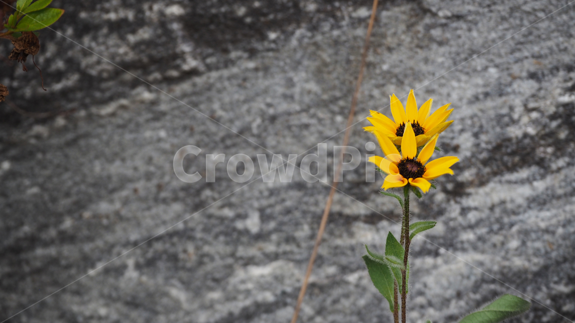야생화,꽃,노란색,wildflower,flower,yellow