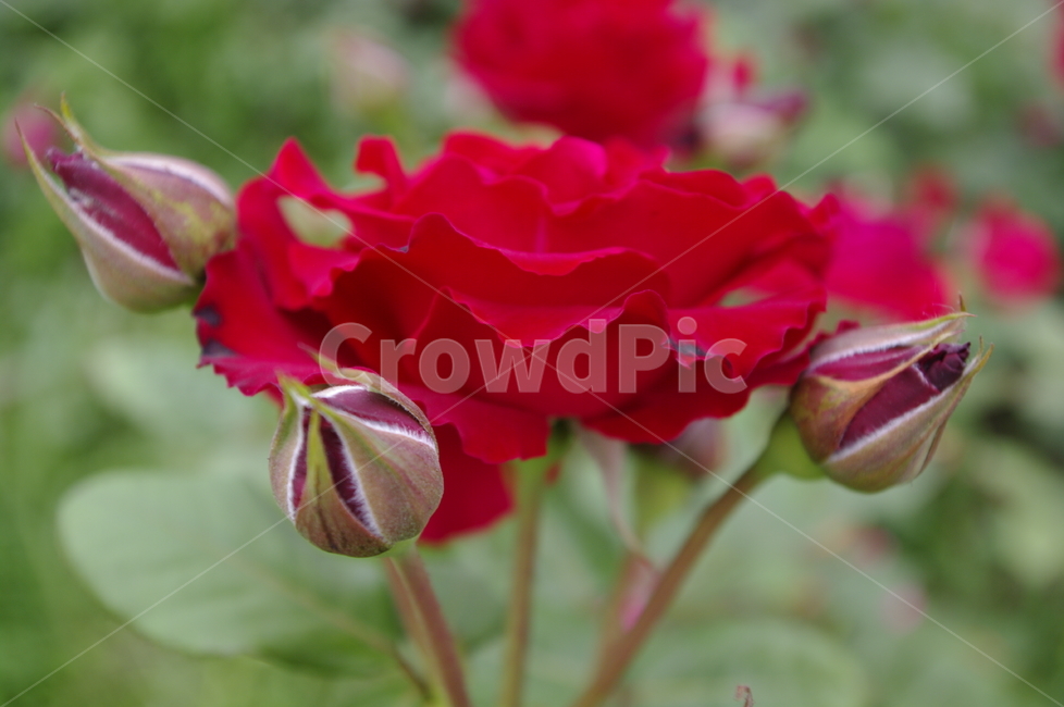 장미,꽃,flower,식물,plant,자연,nature