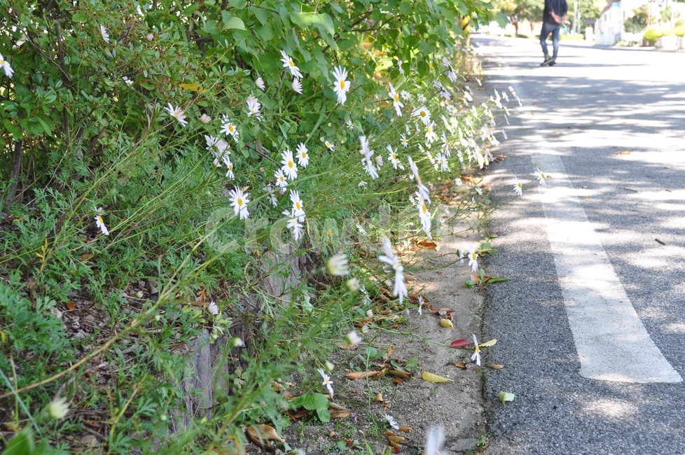 꽃,코스모스,야생화,봄,화려함,식물,자연,plants,nature,꽃,flower