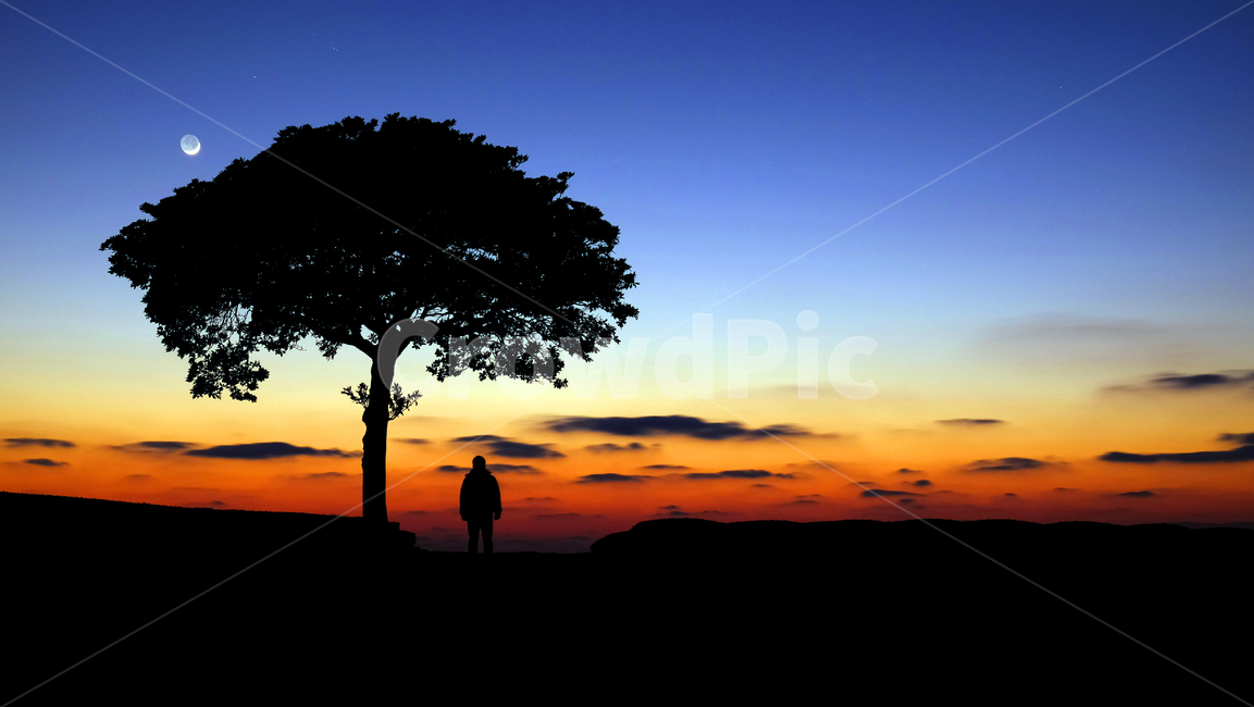 일몰,석양,나무,제주,녹차밭,자연,풍경,nature,landscape,제주도,jeju,jeju island,실루엣,그림자,silhouette,shadow,인물실루엣,사람실루엣,character silhouette,human silhouette,human,인간,person,사람,tree,plant,식물,outdoors,옥외,sunset,dusk,황혼,sky,하늘,dawn,새벽,red sky,붉은 하늘