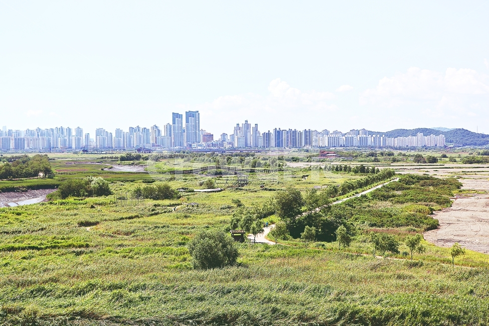 시흥갯골생태공원,공원,식물,자연,풍경,갈대,잡초,여름,게절,자연,풍경,nature,landscape