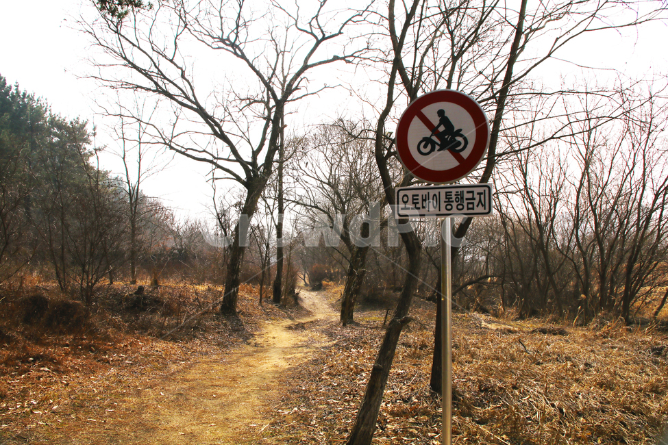 숲길,산길,도로,나무,산,숲,자연,풍경,nature,landscape,ground,바닥