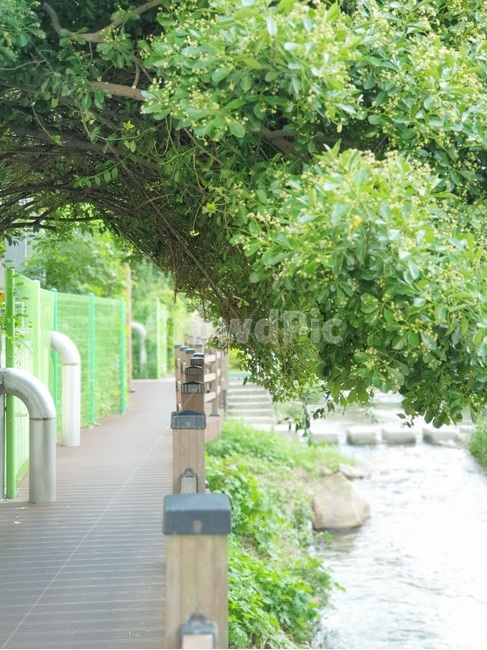 nature,자연,solarrain,햇빛,walking,산책,풀,green,river,강가,대나무,나무,tree