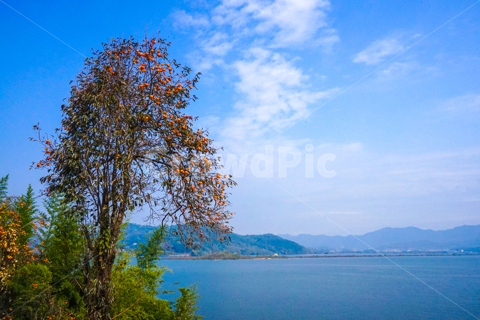 감,감나무,홍시,호수,산,가을,열매,과일,계절,가을,계절,fall,autumn,season,자연,풍경,nature,landscape,water,물,land,땅,outdoors,옥외