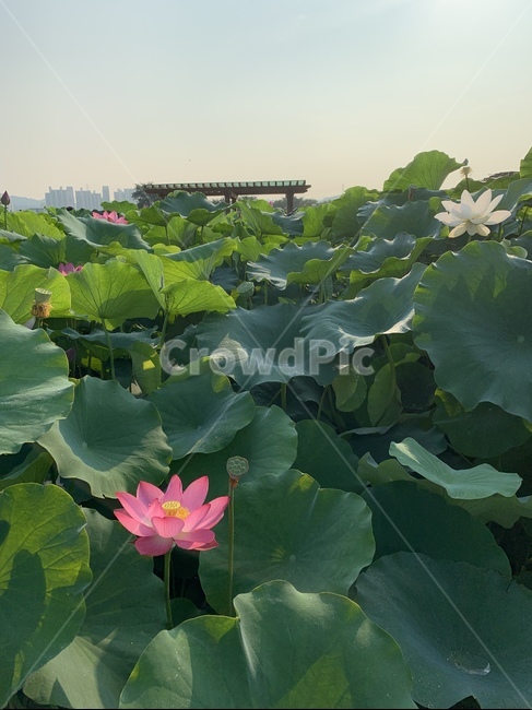 plant,식물,flower,blossom,꽃,연꽃,연꽃잎