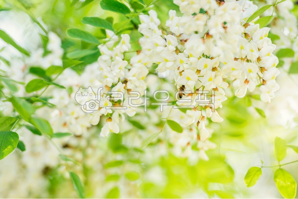 bee,flowering,petals,spring,petal,white,leaves,insect,green,blossom,nature,leaf,full bloom,flower,foliage,outdoors,closeup,animal,acacia,landscape