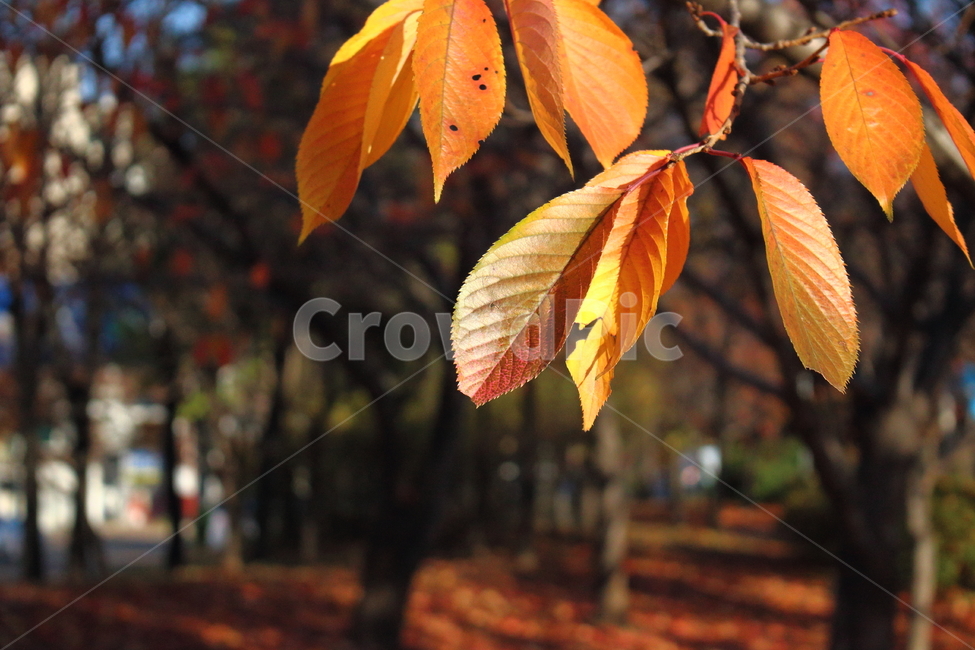 가을,단풍,나무,나뭇잎,공원,가을,계절,fall,autumn,season,식물,자연,plants,nature,veins,정맥