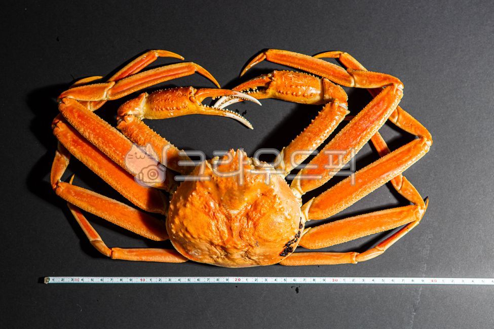 러시아대게,대게,홍게,대게찜,대게장,대게살,대게요리,해산물,음식,식재료,요리,food,cook,meal,dishes,food reserves